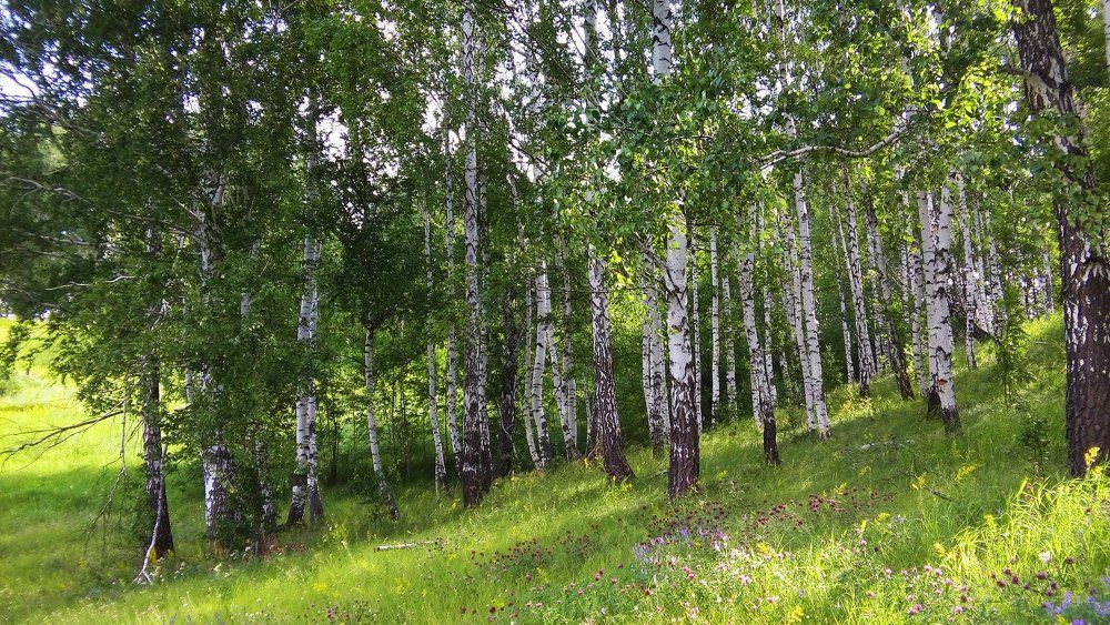 Березовая Русь