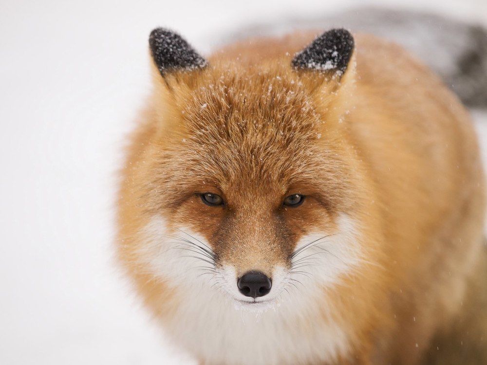 Снежный лис