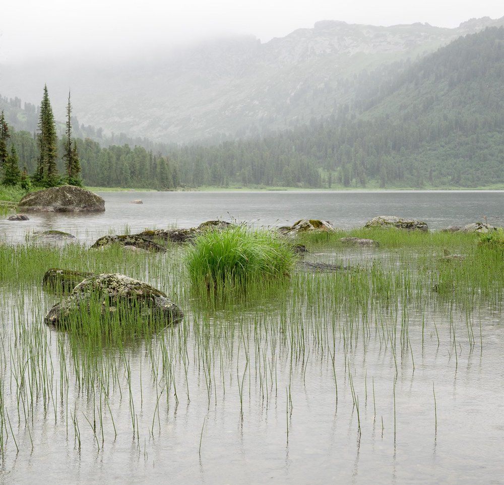 Дождливое Светлое