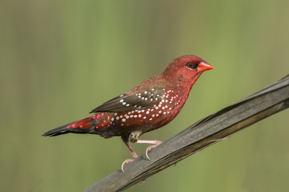 Strawberry Finch