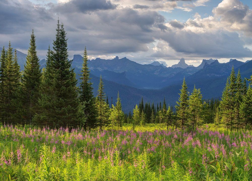 Ергаки.Время иван-чая