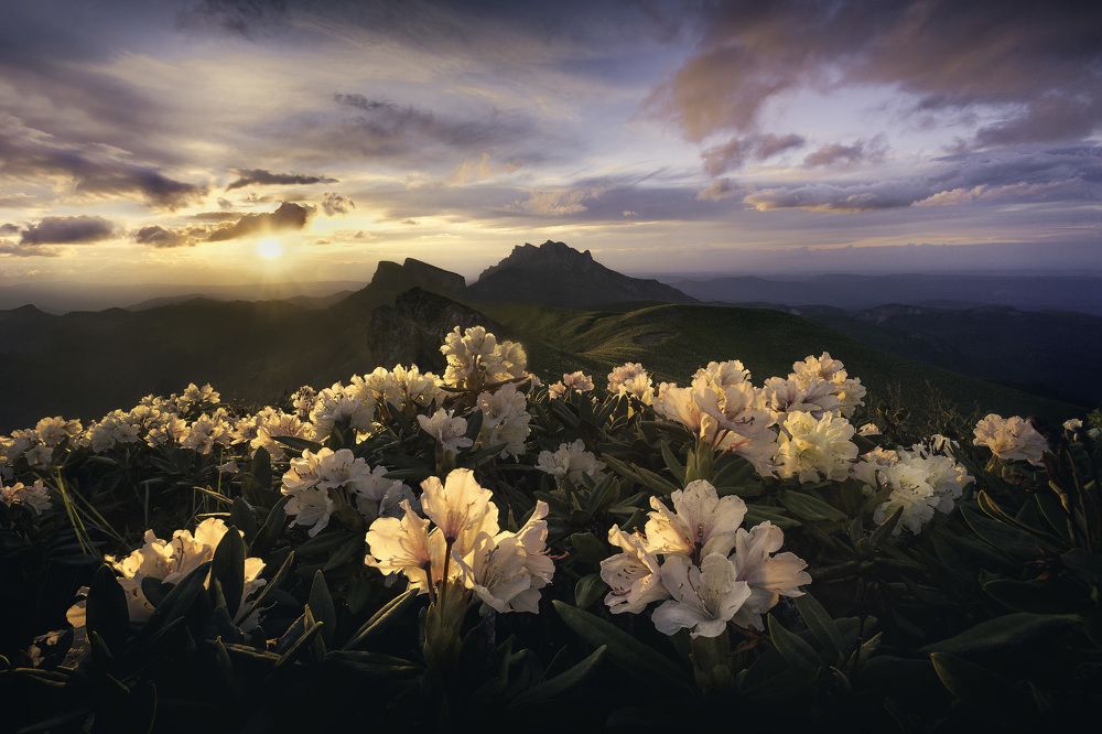 В цветах заката