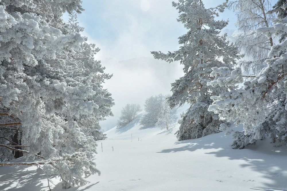 В белом покрывале