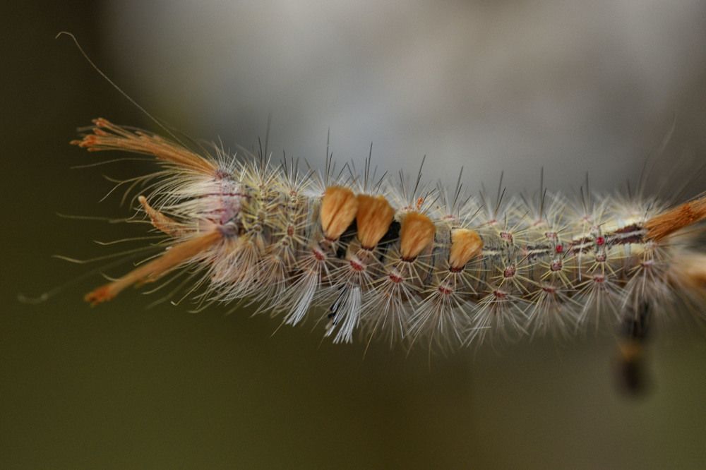 Beautiful caterpillar