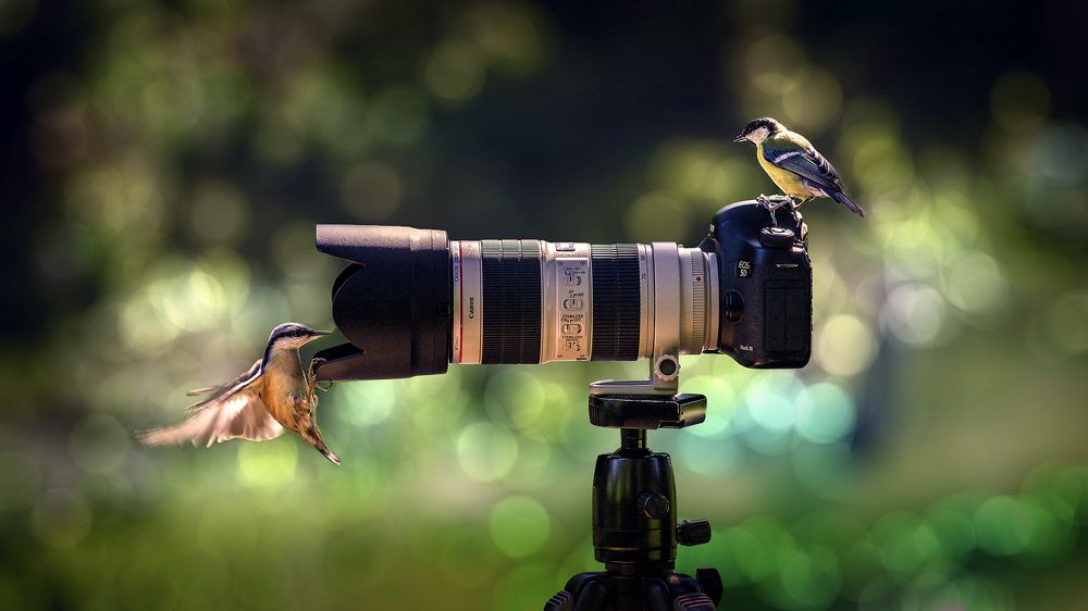 Сейчас вылетит птичка | Smile for the birdie