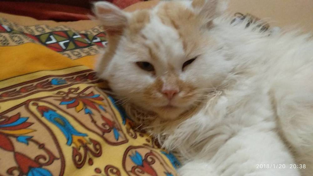 Котейка
