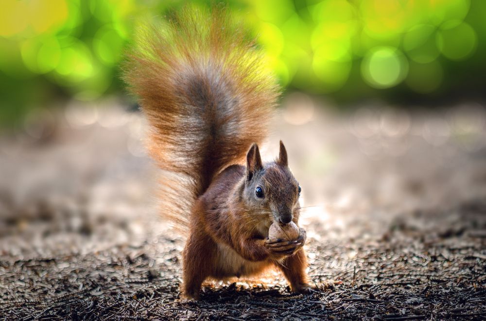 Белка с орехом | Squirrel with a nut