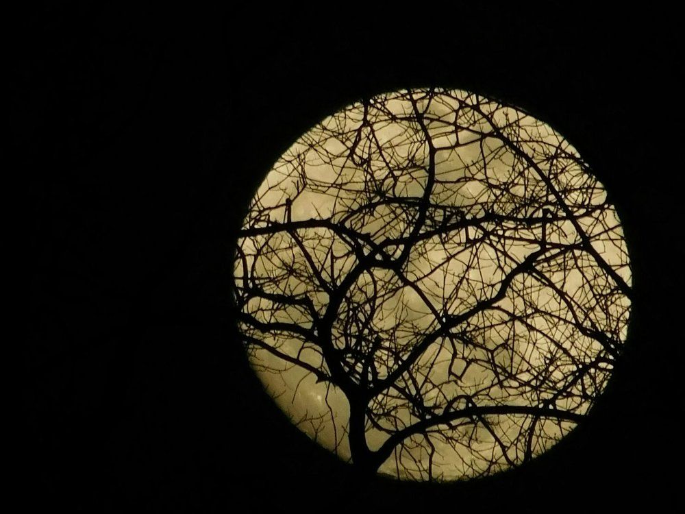 Spider Moon