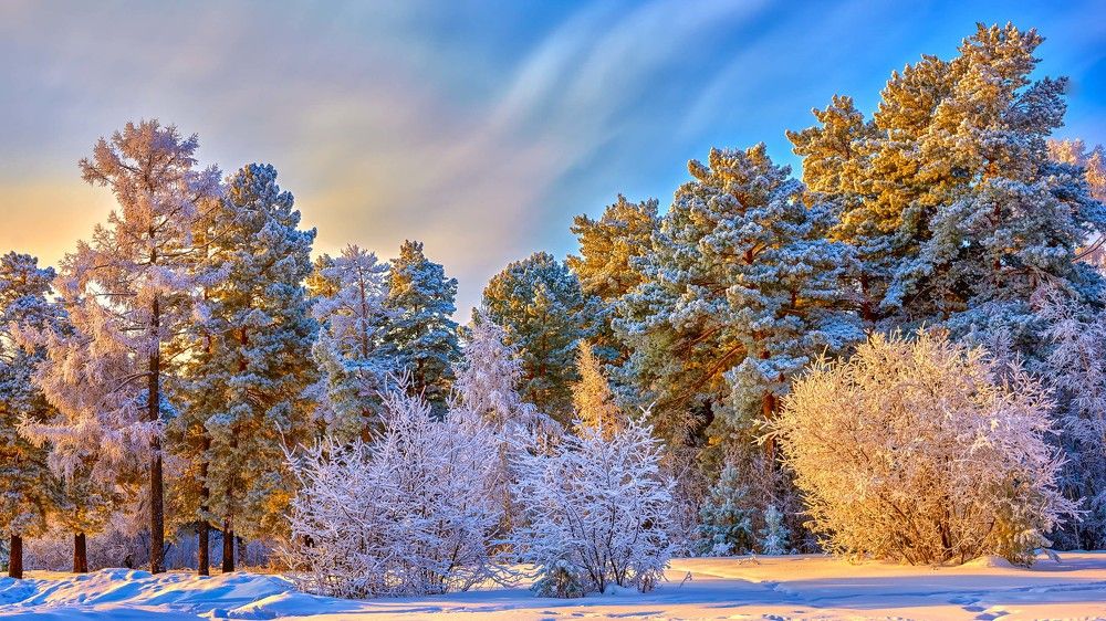 Морозное утро