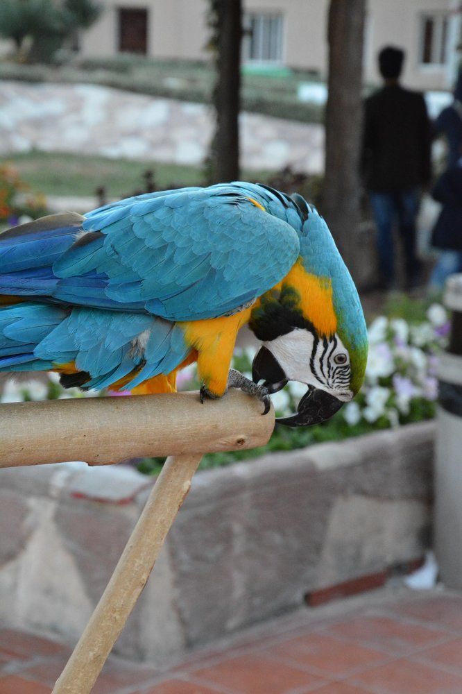 Color wings