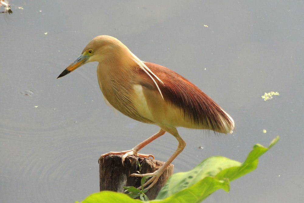 Pond Heron