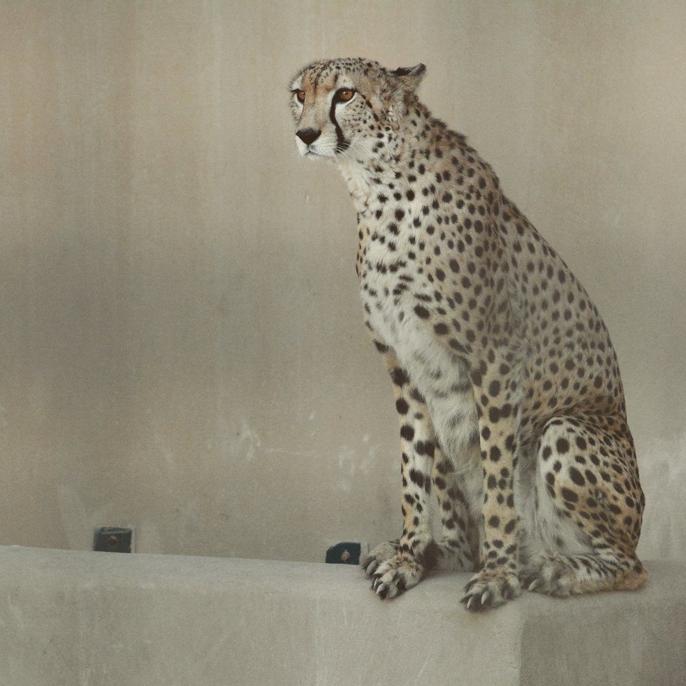 Cheetah