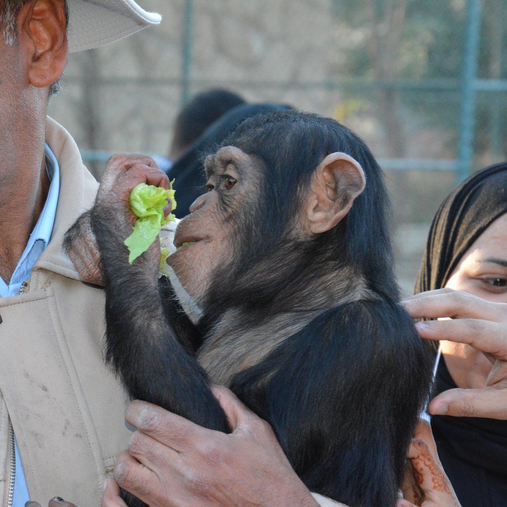 Ape
