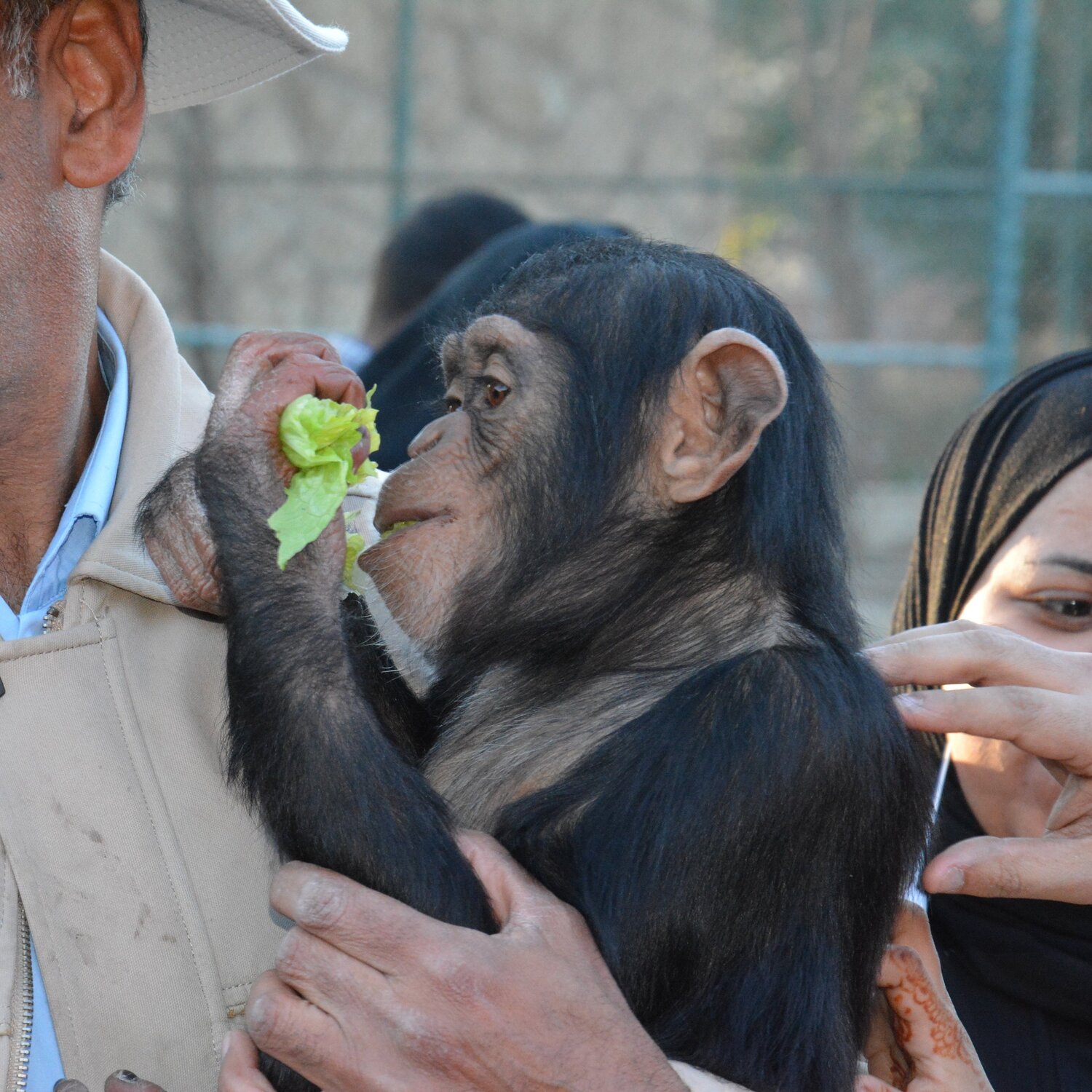 Ape
