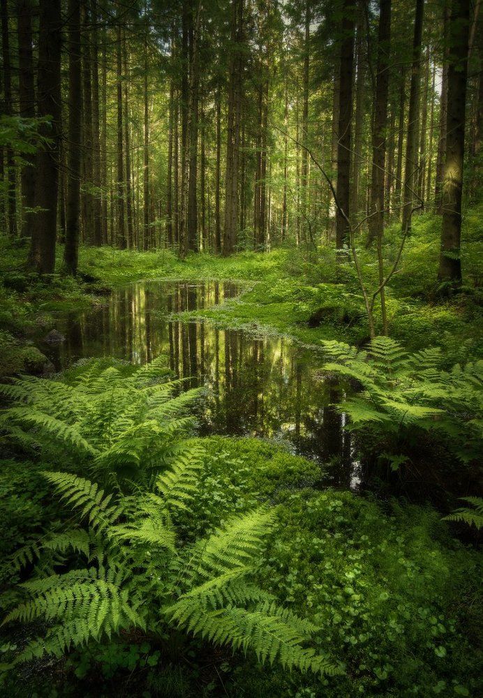 Зеркало Леса