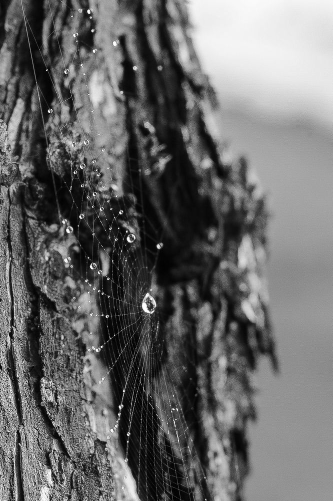 «Утренняя роса»