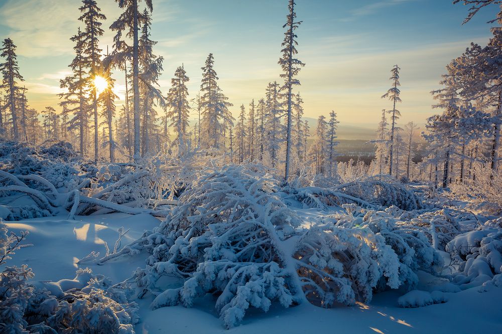 Сахарный лес