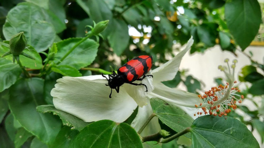 Bug and Bud