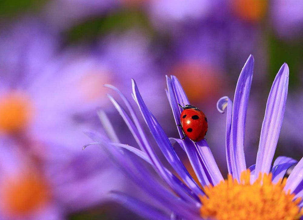 В море сиреневых ромашек.