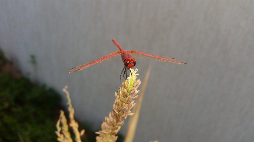 Red Anisoptera