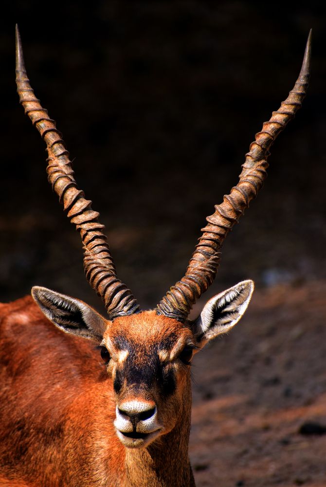 Perfect Horns