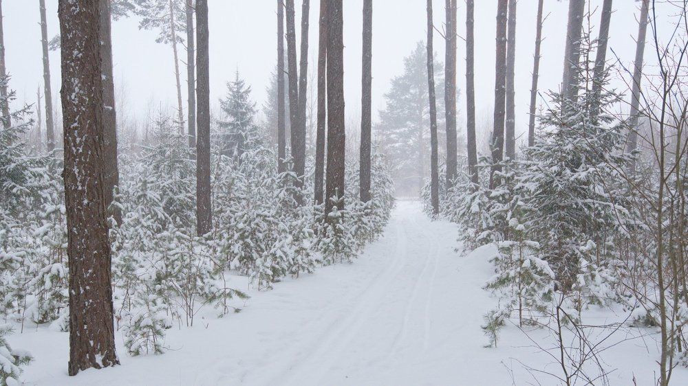 Ивановский лес. Январская метель.