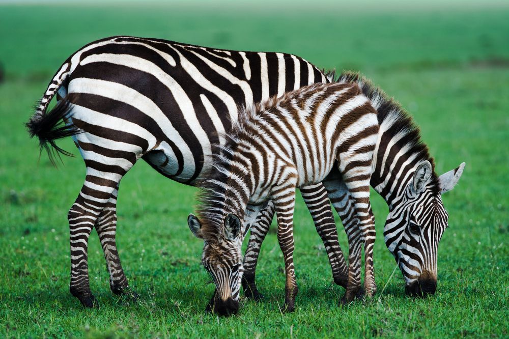 Sharing Stripes