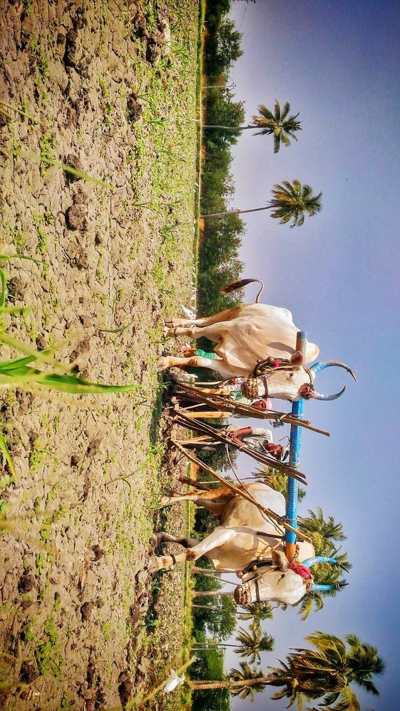 Village life