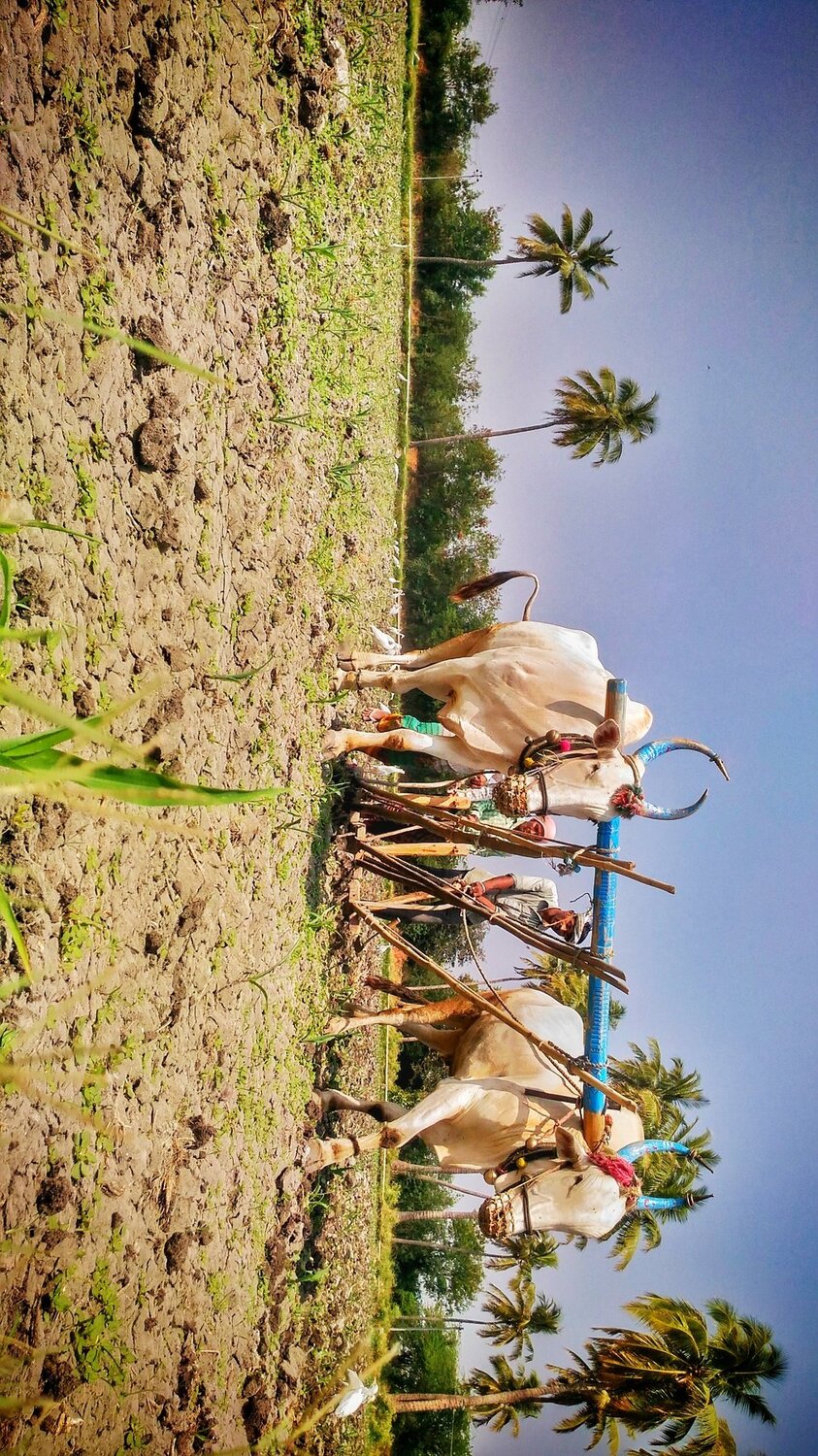 Village life
