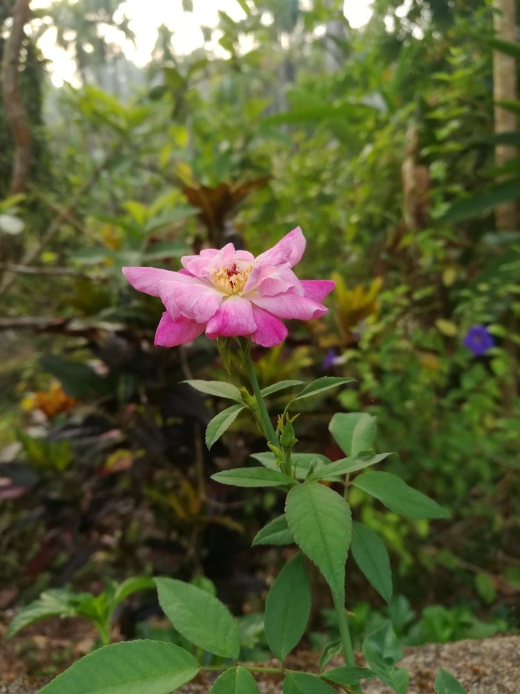 The Rose