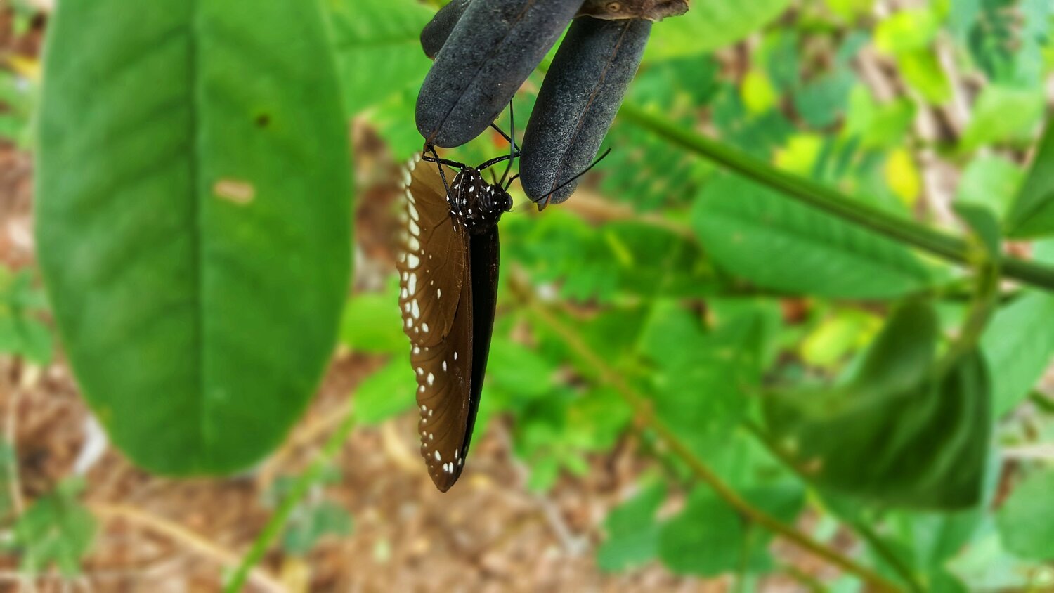 Wild angel