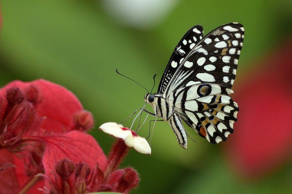 The Beautiful Lime Butterfly .