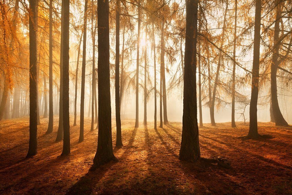 Burning larch forest