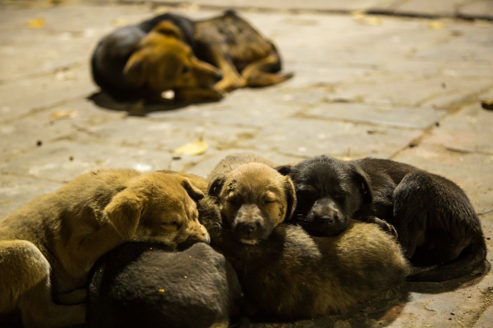 Guarded by the mother