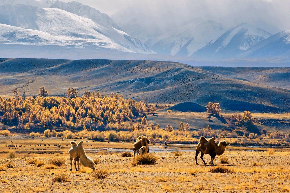 Алтайские контрасты