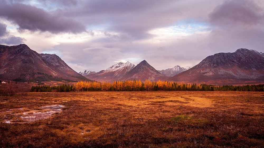 Осень золотая