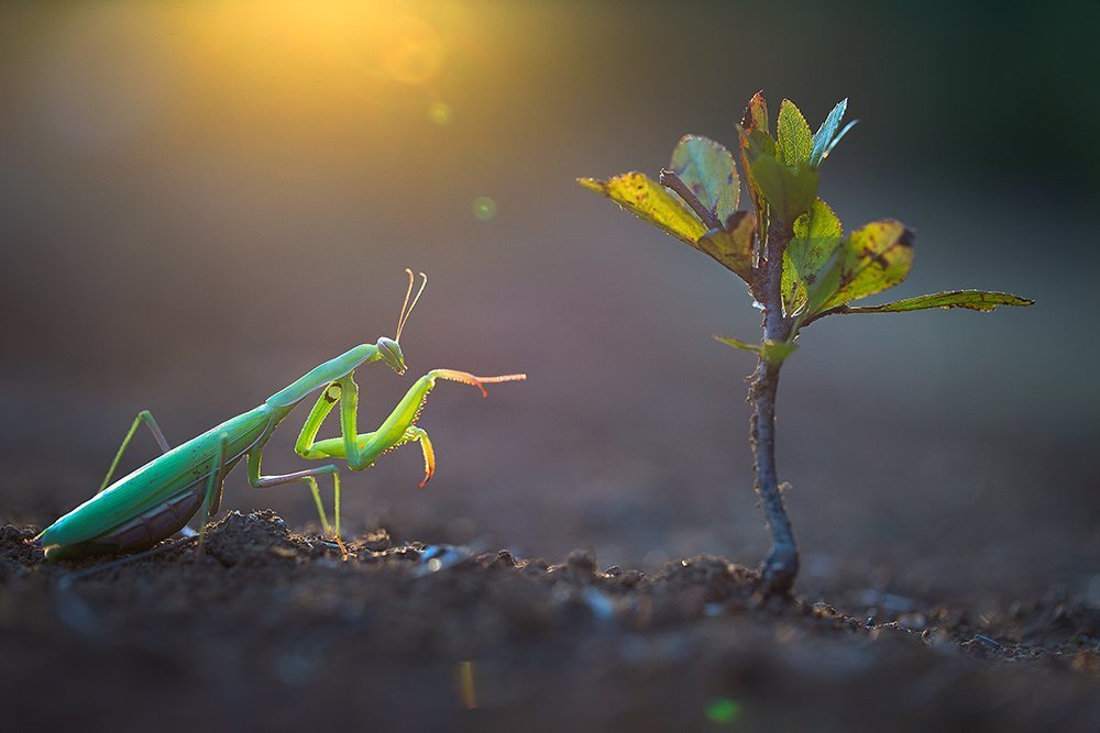 Mantis