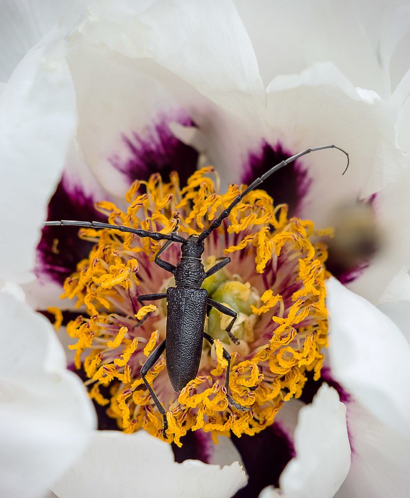 Завтрак дровосека :)