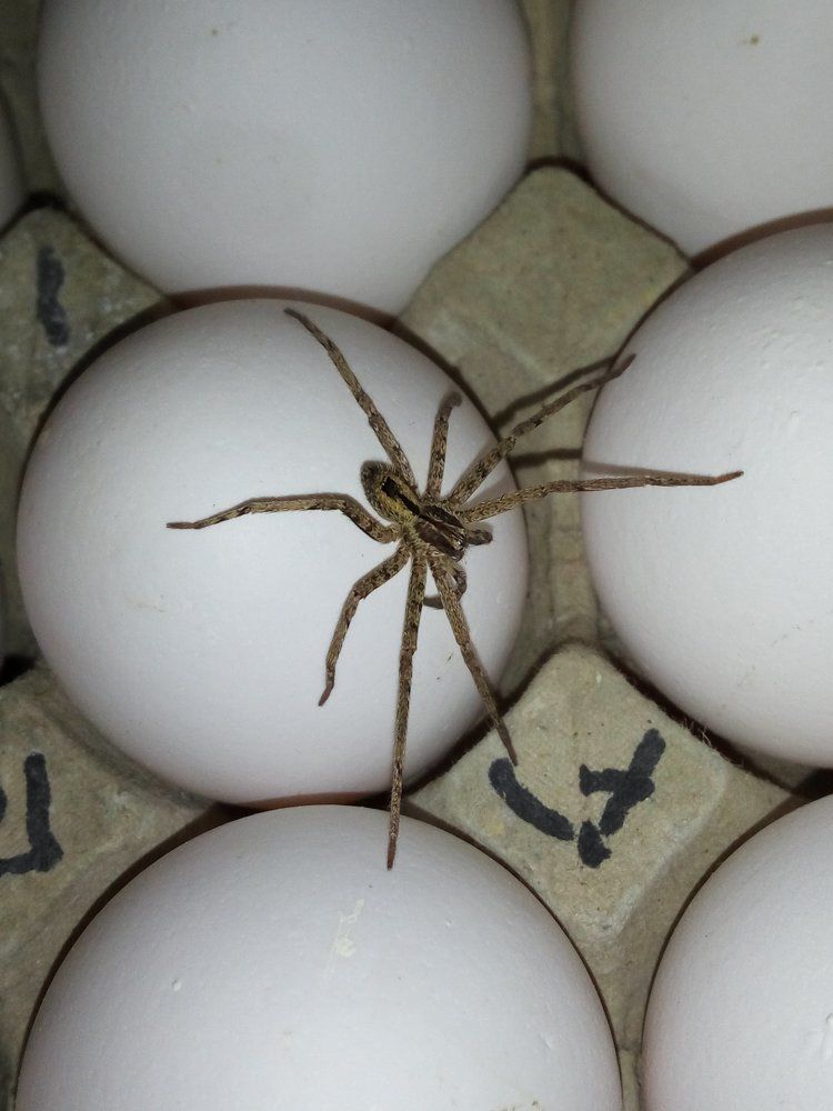 Spider-eggs