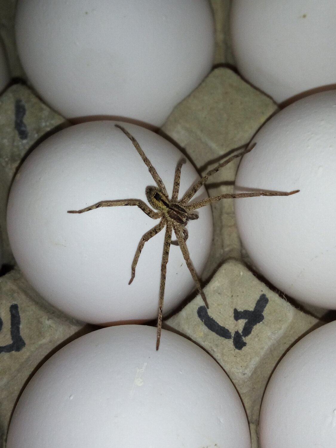 Spider-eggs