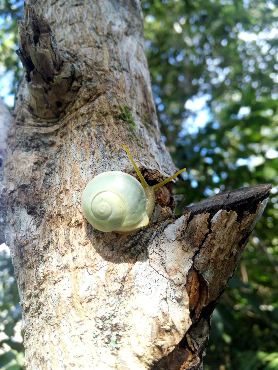 Go green!