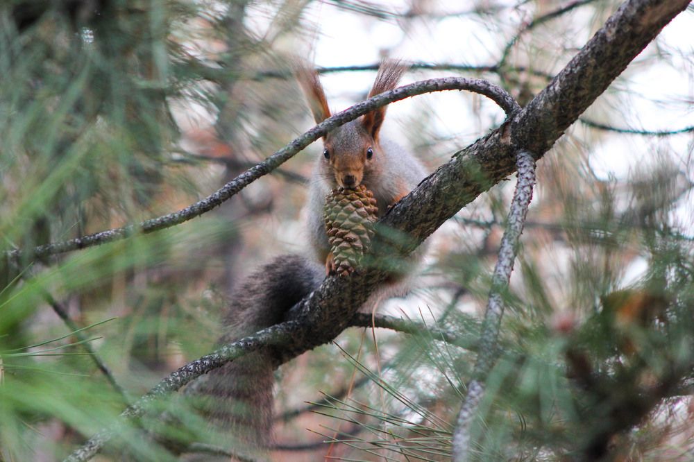 застали врасплох