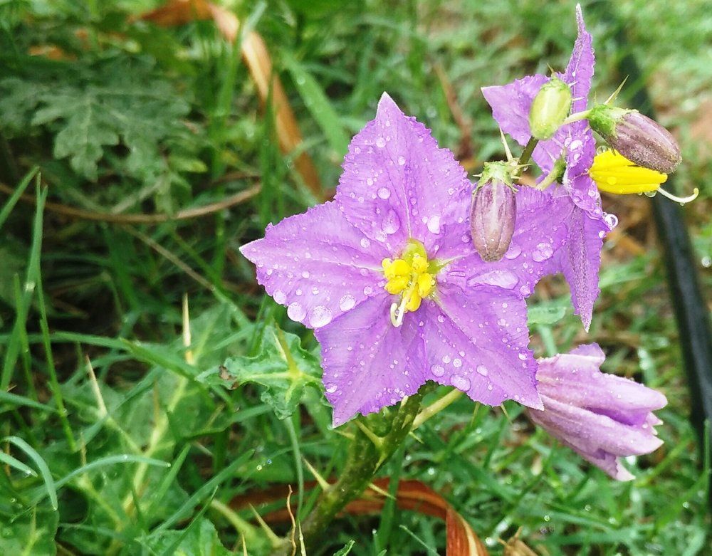 wild flower