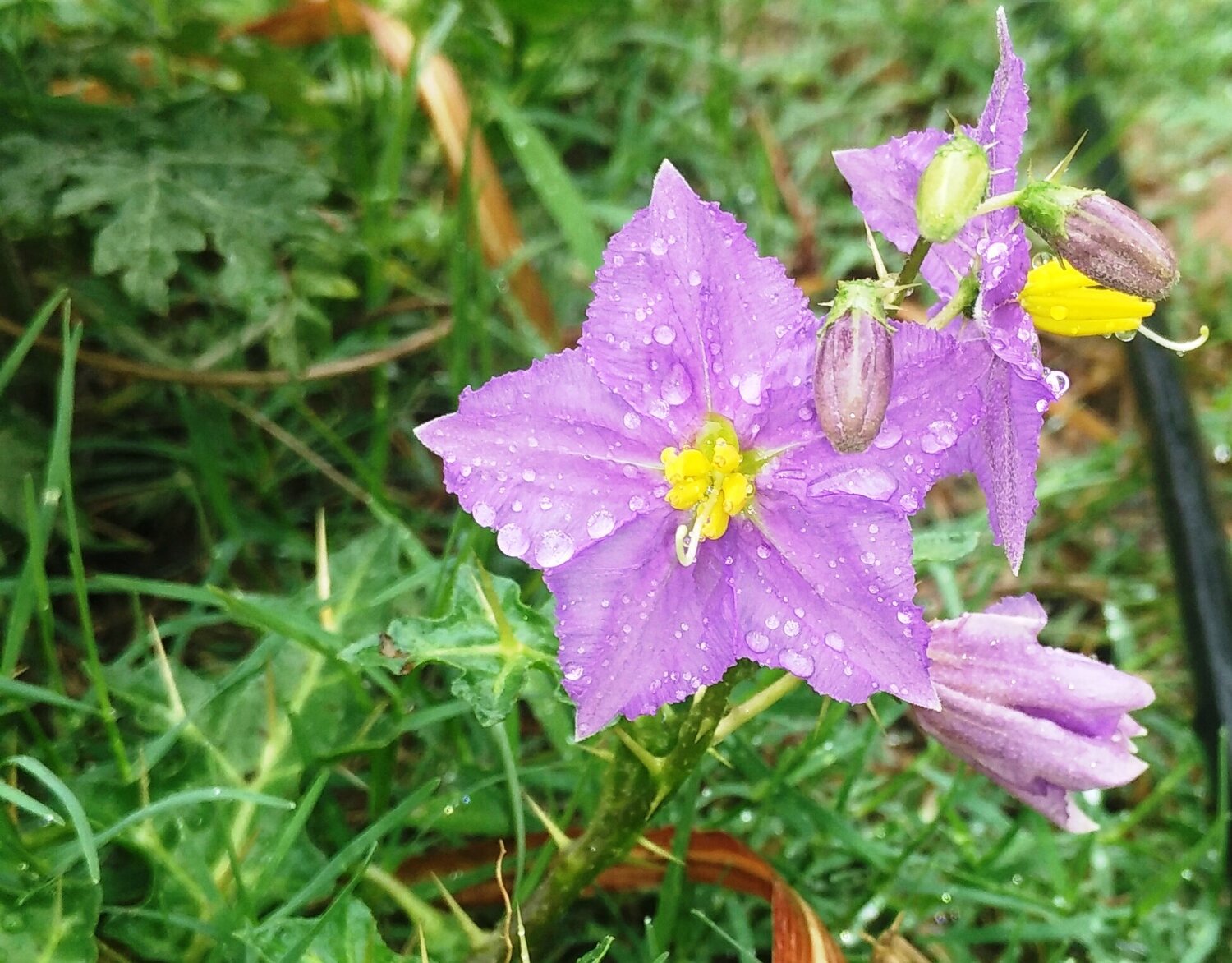 wild flower