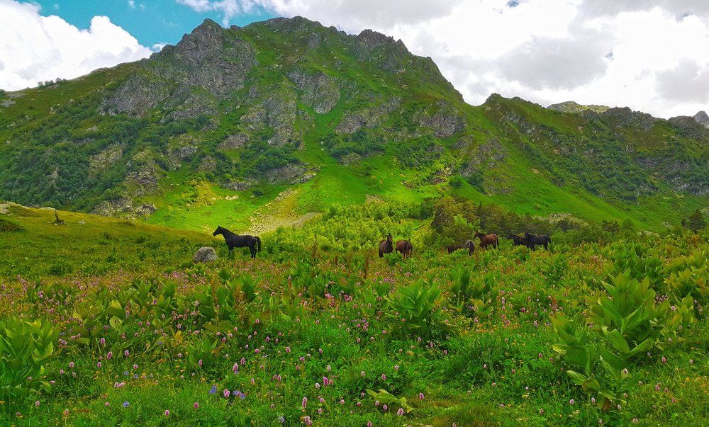 Альпийские луга