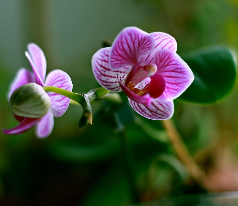 орхидея (малая)