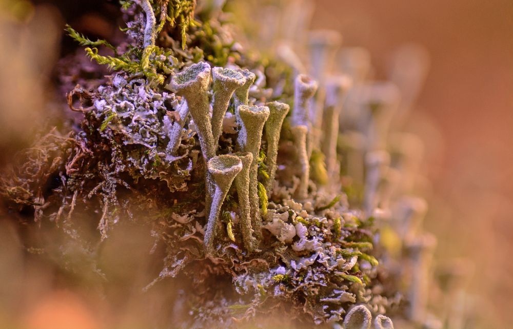 Лесные нимфы