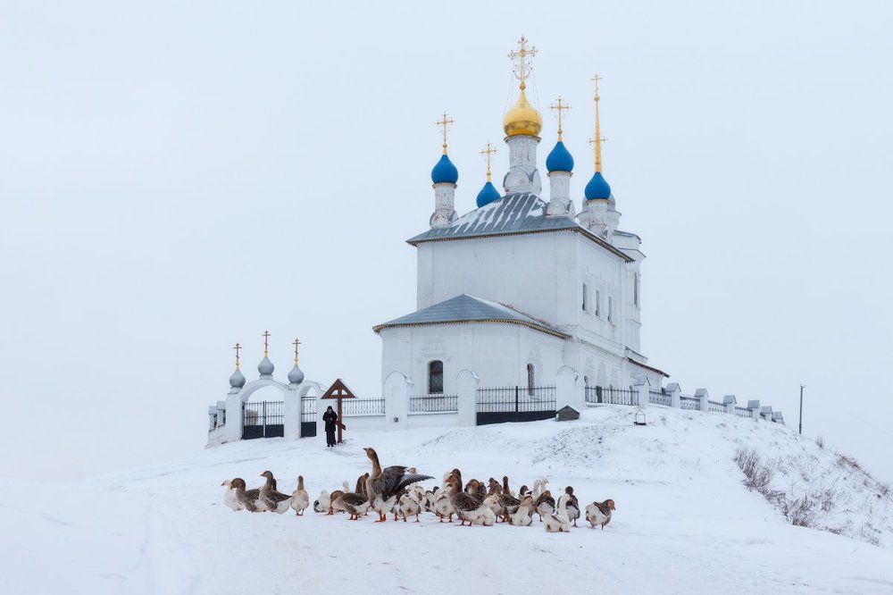 Гусиные истории