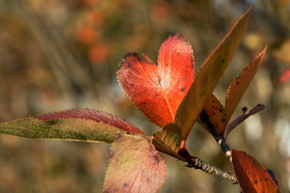 ОСЕННЯЯ ЛИСТВА, с ЛЮБОВЬЮ!
