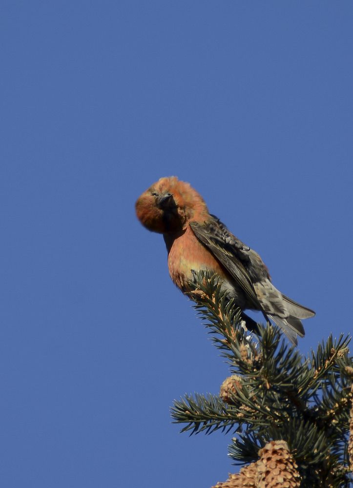 Любопытный клёст